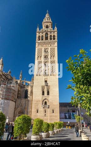 Die Giralda Glockenturm der Kathedrale von Sevilla die Kathedrale der Heiligen Maria vom See (Catedral de Santa María de la Sede), Sevilla Spanien Stockfoto