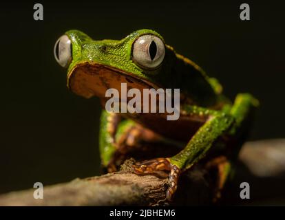 Weiß ausgekleideten Laubfrosch (Phyllomedusa vaillanti) aus dem peruanischen Amazonas. Stockfoto