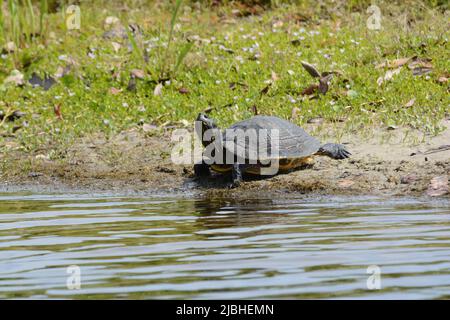 Eine Erwachsene weibliche Gelbbauchliderin (Trachemys scripta scripta), die sich auf einem Golfplatz in Walton County, Florida, USA, sonnt. Stockfoto