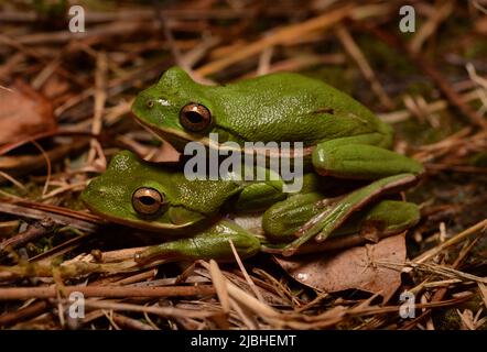 Erwachsene männliche und weibliche American Green Treefrogs (Hyla cinerea) in Amplexus in der Nähe eines Zuchtteiches in Walton County, Florida, USA. Stockfoto