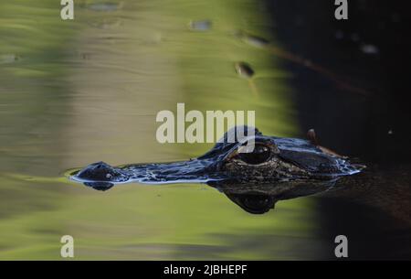 Ein juveniler amerikanischer Alligator (Alligator mississippiensis) aus Walton County, Florida, USA. Stockfoto