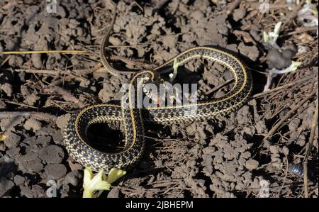 Ein jugendlicher Plains Gartersnake (Thamnophis Radix) von Jefferson County, Colorado, USA. Stockfoto