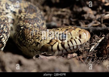 Bullsnake (Pituophis catenifer sayi) aus Jefferson County, Colorado, USA. Stockfoto