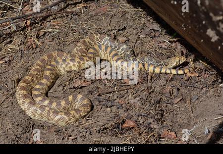 Bullsnake (Pituophis catenifer sayi) aus Jefferson County, Colorado, USA. Stockfoto