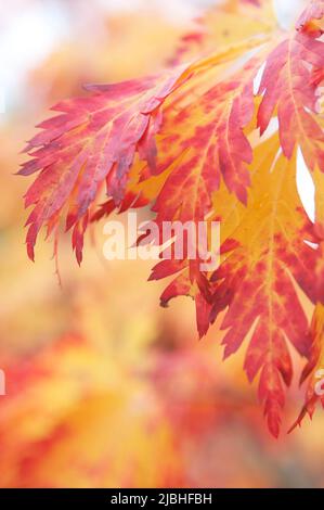 Ein Nahaufnahme-Foto von kräftigen und lebendigen roten und gelben japanischen Ahornblättern in einem nordwestlichen Herbst mit einem farbenfrohen, weichen Hintergrund. Stockfoto