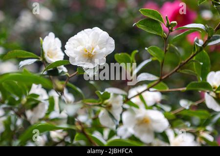 Camellia sasanqua 'Paradise Helen' in Nymans Garden, West Sussex, Großbritannien Stockfoto