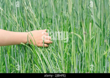 Die Hand des Kindes berührt die Ähren des Weizens auf dem Feld. Ein Mann geht bei Sonnenuntergang durch ein Weizenfeld und berührt mit den Händen die grünen Ähren des Weizens. Stockfoto