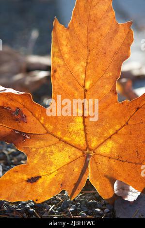 Nahaufnahme eines einzelnen hinterleuchteten Herbstblattes aus einem großen Ahornholz im Herbst. Stockfoto