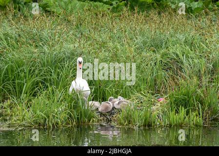 Ein Nest von Babyschweinen, bekannt als Cygnets, mit der Mutter, die als Kugelschreiber bekannt ist Stockfoto