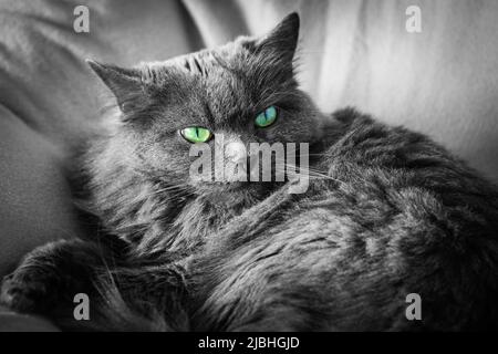 Lange Haare graue britische Katze Rest in tiefen Sessel, schwarz-weiß-Bild mit ausgewählter Farbe Stockfoto