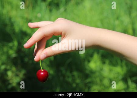 Vignola Kirschen, frische reife Früchte in der Hand, ein typisch italienisches Produkt Stockfoto