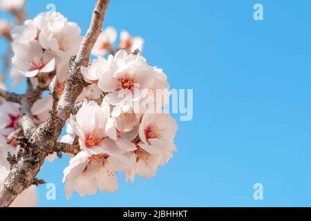 Blumen des Mandelbaums am sonnigen Tag vor blauem Himmel. Wunderschöne Naturszene mit blühendem Baum und blauem Himmel. Frühlingsblumen. Wunderschönes Orchard. S Stockfoto