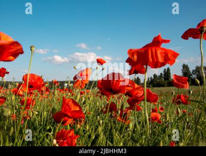 Landschaft mit blühenden roten Mohnblumen. Wiese aus Wildblumen mit Mohnblumen gegen den Himmel im Frühling. Stockfoto