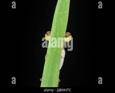 Nahaufnahme von Fliegenaugen im Gras Stockfoto