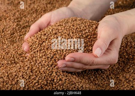 Buchweizen Hintergrund, Textur von Buchweizen Leisten. Gerösteter Buchweizen in den Händen. Konzept der Nahrungsmittelkrise, schlechte Ernte, Mangel an Nahrung, Hungersnot. Stockfoto