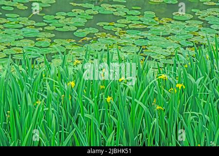 Iris pseudacotus, Gelbe Flagge Iris Pflanzen wachsen zwischen Seerosen in einem flachen Teich. Stockfoto