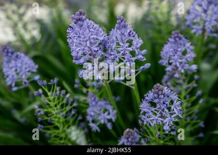 Die blauen Blüten von Scilla bithynica, in voller Blüte. Stockfoto