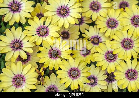 Die Blumen von Blue Eyed Beauty Osteospermum füllen das Bild mit Farbe. Stockfoto