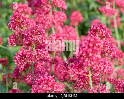 Rote Spornblüte, Centranthus ruber, in einer Nahaufnahme Stockfoto