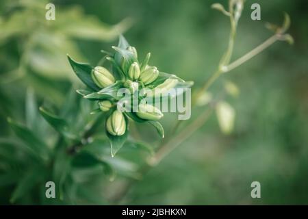 Lilium blüht in Knospen, asiatische Hybriden ornamental kultiviert, Lilien Knospen, Bouquet vor der Blüte, verträumter Hintergrund Stockfoto