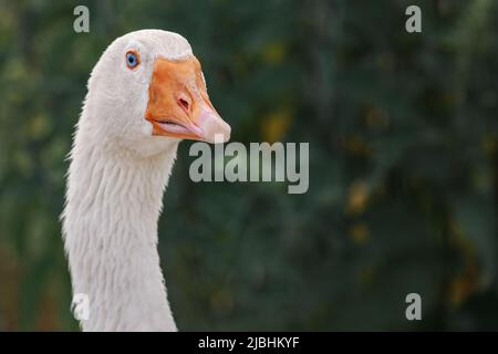 Nahaufnahme einer weißen Hausgans auf dunklem Hintergrund. Agrarkonzept. Stockfoto