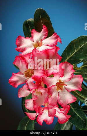 Wunderschöne Wüstenrosenblume im Garten mit verschwommenem grünen Blatt im Hintergrund, Mock Azaleen Blüten, Impala Lilie Blume. Blau türkisfarbenes Backgroun Stockfoto