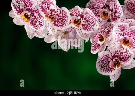 Rosa dalmatinische Orchideenblüte auf dem dunkelgrünen Hintergrund in Nahaufnahme. Geschenkgutschein mit Kopierplatz. Stockfoto