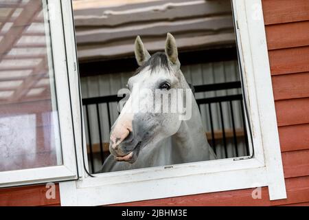 Schönes silberfarbenes Pferd, das aus dem Stallfenster schaut und uns lächelt. Stockfoto