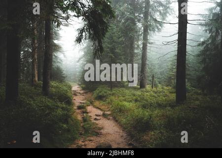 Geheimnisvoller Weg inmitten des Holzwaldes, umgeben von grünen Büschen und Blättern und Farnen in der Tschechischen republik, in Jizerske hory Stockfoto