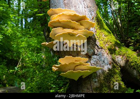 Auf einem Baum wachsender Orangenschürfpilz, auch Laetiporus sulfureus genannt Stockfoto