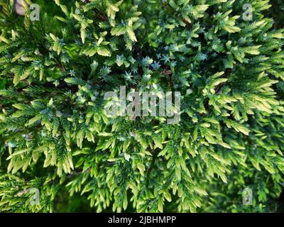 Laubstruktur des Wacholders vor verschwommenem grünen Hintergrund. Unscharfer Hintergrund. Nahaufnahme der Nadeln an Ästen des Wacholders. Selektiver Fokus. N Stockfoto