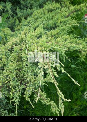 Laubstruktur des Wacholders vor verschwommenem grünen Hintergrund. Unscharfer Hintergrund. Nahaufnahme der Nadeln an Ästen des Wacholders. Selektiver Fokus. N Stockfoto