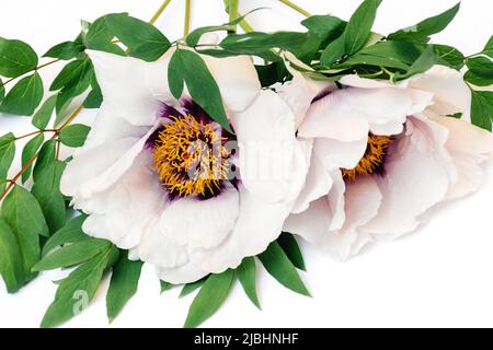 Weicher selektiver Fokus Nahaufnahme eines Bouquets aus zarten, schönen weißen Pfingstrosen-Blüten auf weißem Hintergrund. Draufsicht. Muttertag. Speicherplatz kopieren. Stockfoto