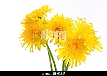 Vorderansicht Blumenstrauß von gelben hellen Dandelionen auf weißem Hintergrund aus nächster Nähe. Weicher selektiver Fokus, Kopierbereich. Stockfoto