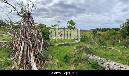 Schottische Highlander- oder Highland-Rinder auf Dünen in Nordholland. Niederlande. Stockfoto