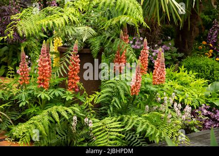 Lupinus ‘Towering Inferno’, umgeben von Dryopteris filix-Mas, im Kingston Maurward Space Within Garden, der von Michelle Brown entworfen wurde Stockfoto