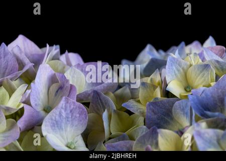 Makrodetail einer Hydrangea-Blume auf schwarzem Hintergrund isoliert Stockfoto