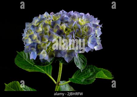 Makrodetail einer Hydrangea-Blume auf schwarzem Hintergrund isoliert Stockfoto