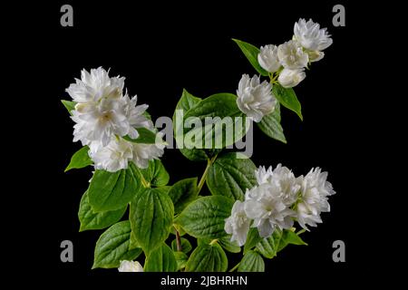 Makrodetail der weißen Blüten eines Philadelphus coronarius isoliert auf schwarzem Hintergrund Stockfoto