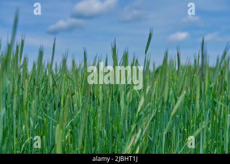 Saftig frische Ohren von jungem grünen Weizen in der Natur in einer Sommer-Frühlingsfeld Nahaufnahme. Grünes Weizenfeld unter einem wunderschönen blauen Himmel Stockfoto