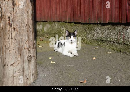 Mongrel weiß und schwarz Katze mit gelben Augen auf Bürgersteig sitzen und Blick nach vorne mit intensivem Interesse Stockfoto