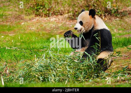 WASHINGTON, DC -26 MAR 2022- Ein schwarz-weißer riesiger Panda im Smithsonian National Zoo in Washington, DC. Stockfoto