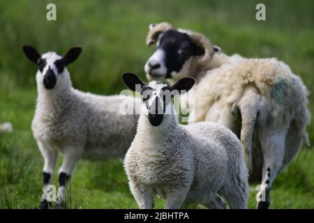 Scottish Blackface Schafe und Lämmer Stockfoto