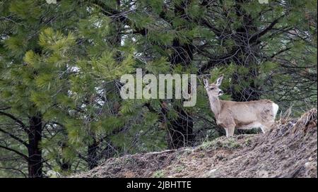 Hirsch versteckt auf einem kleinen Hügel Stockfoto