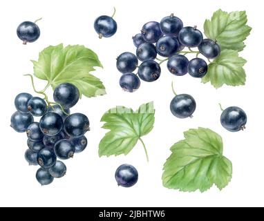 Set mit reifen schwarzen Johannisbeeren, Aquarell-Illustration Stockfoto