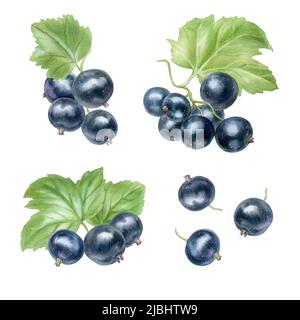 Set mit reifen schwarzen Johannisbeeren, Aquarell-Illustration Stockfoto