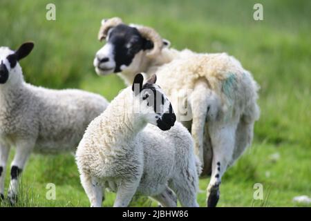 Scottish Blackface Schafe und Lämmer Stockfoto