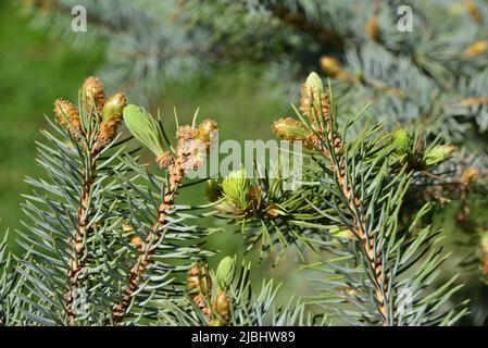 Weiße Tannentriebe im Frühling Stockfoto