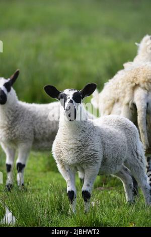 Scottish Blackface Schafe und Lämmer Stockfoto