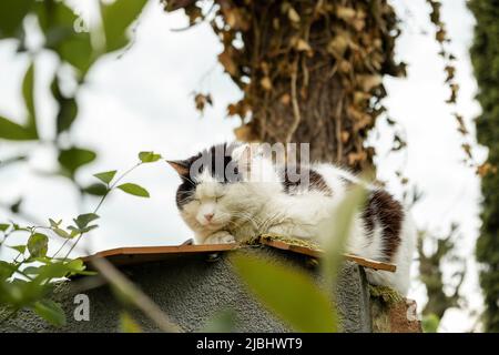 Eine schlaflosen Katze im Freien in Schwarz und Weiß sitzt auf einem Zaun in der Landschaft Stockfoto